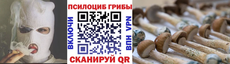 Купить  Егорьевск  Галлюциногенные грибы Cubensis 